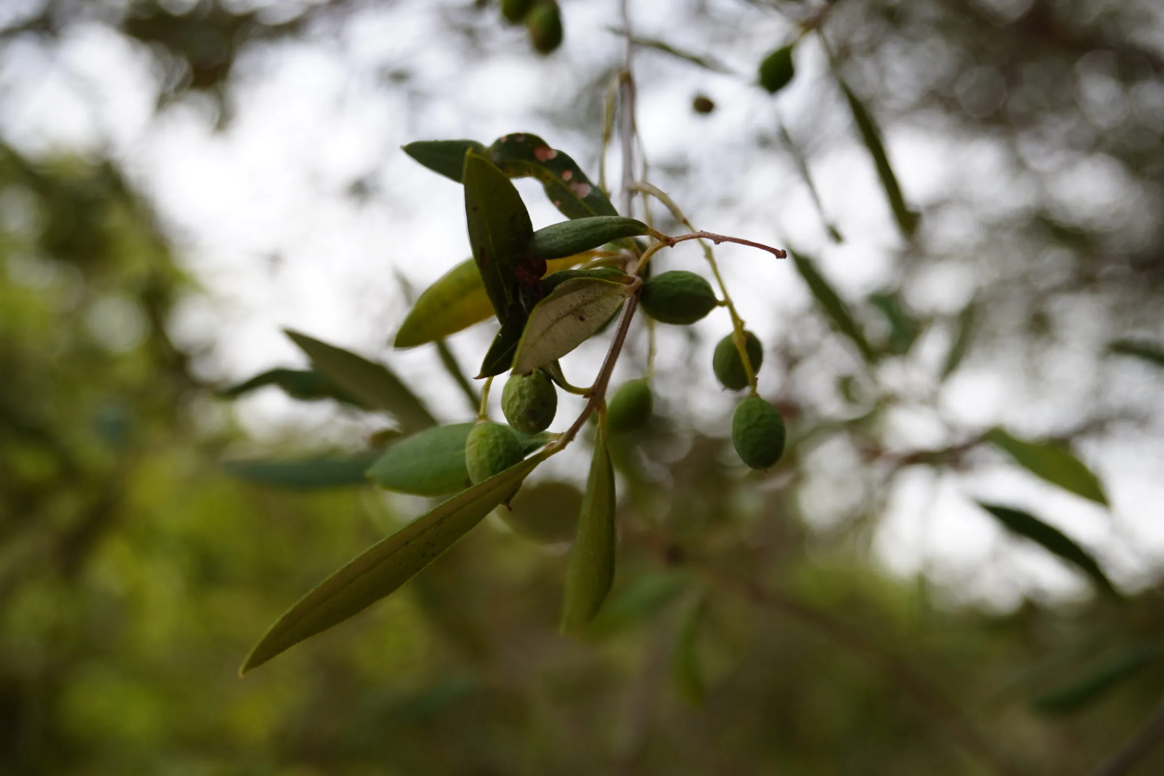 Les olives du domaine, encore sur la branche
