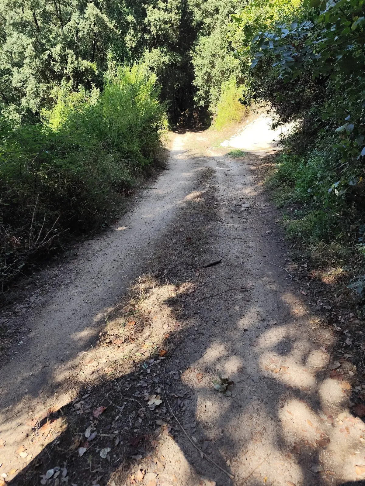 Un chemin de terre ombragé, sur le domaine