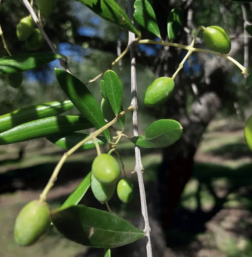 Les olives vertes, avant la récolte
